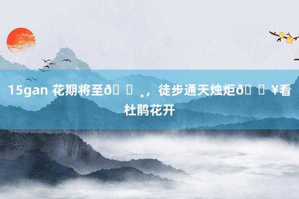 15gan 花期将至🌸，徒步通天烛炬🔥看杜鹃花开